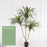 Dracaena 龍血樹