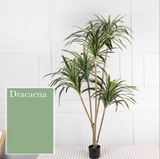 Dracaena 龍血樹