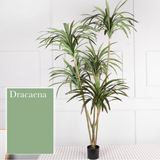 Dracaena 龍血樹