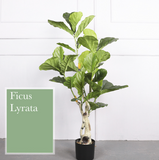 Ficus Lyrata 琴葉榕