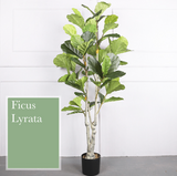 Ficus Lyrata 琴葉榕