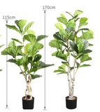 Ficus Lyrata 琴葉榕