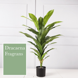 Dracaena fragrans 巴西鐵樹