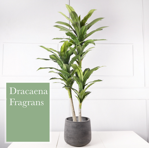 Dracaena fragrans 巴西鐵樹