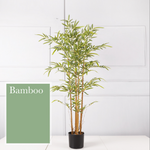 Bamboo 竹子