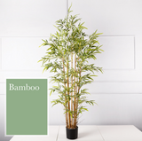 Bamboo 竹子