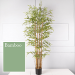 Bamboo 竹子