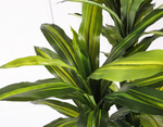 Dracaena fragrans 巴西鐵樹