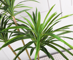 Dracaena 龍血樹