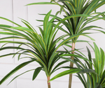 Dracaena 龍血樹