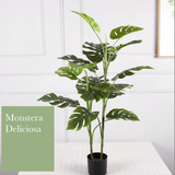 Monstera deliciosa 龜背竹 樹柱