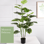 Monstera deliciosa 龜背竹 樹柱